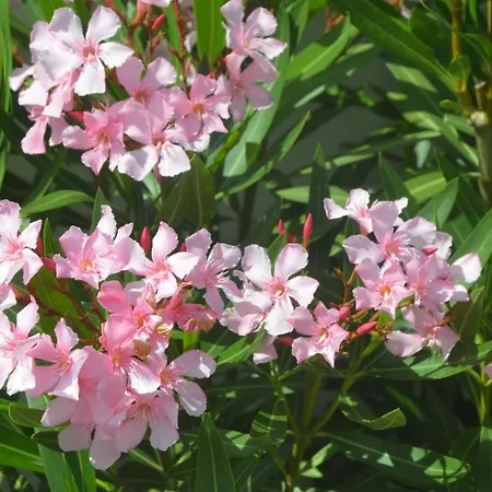 Casa Alegria Villa Nadadouro