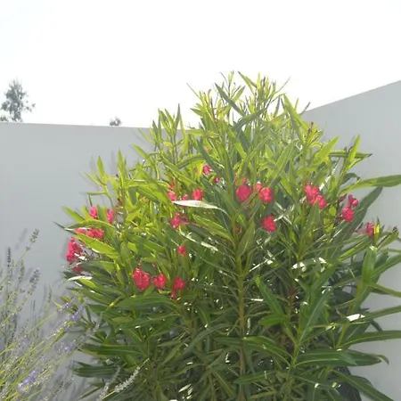 Casa Alegria Villa Nadadouro