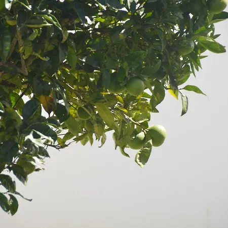 Casa Alegria Villa *